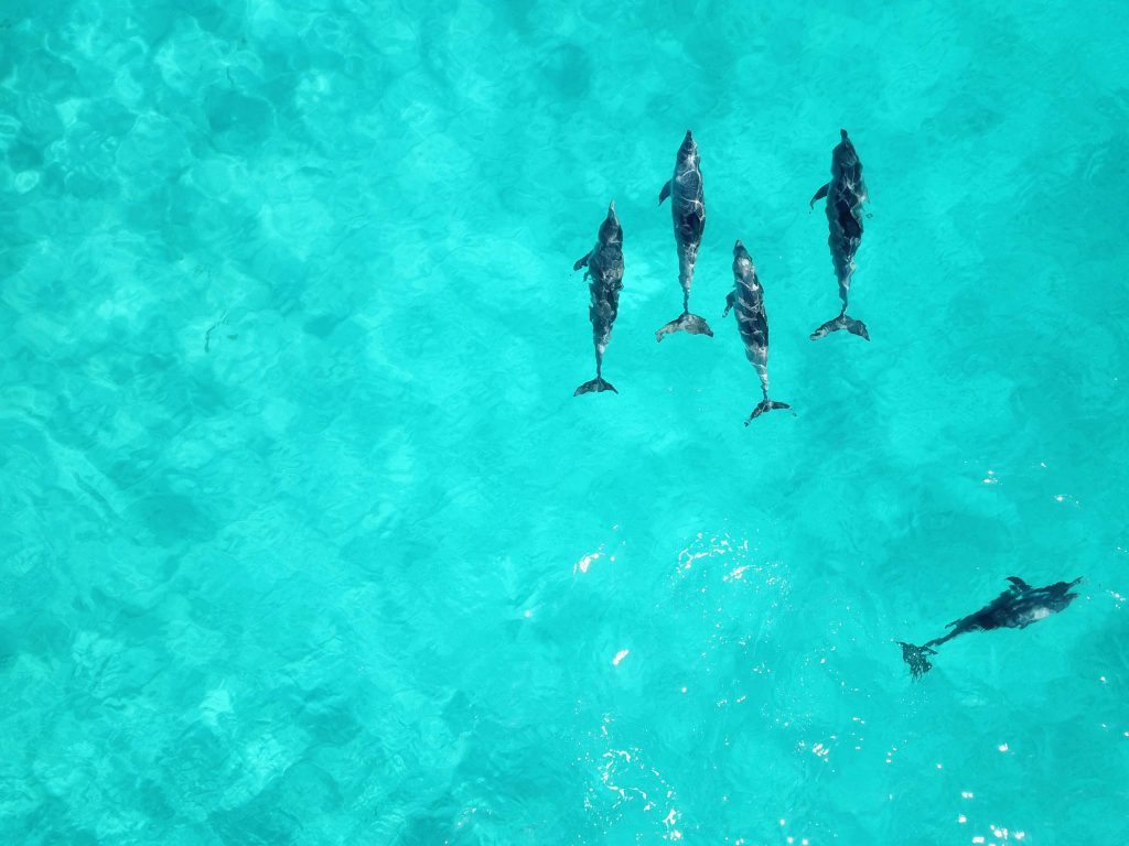 Grupa delfinów w turkusowej wodzie 